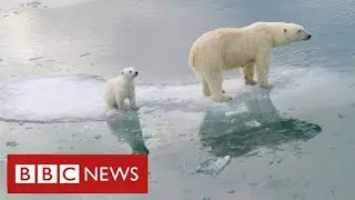 Arctic polar bears face near-extinction within decades warn scientists - BBC News