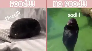 Sea Doggo - Funny And Cute Seal Compilation