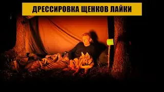 Дрессировка щенков лайки