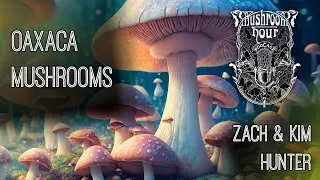 Fungivore | Mushroom Adventures in Oaxaca