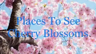 Best Places To See Cherry Blossoms In And Around Toronto