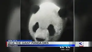 Le Le the Giant Panda dies