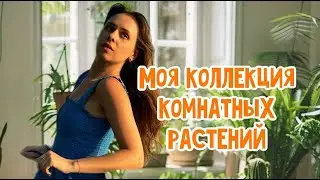 ✂️ Обрезаю фикус Лирата _ленивый цветочник_коллекция комнатных растений