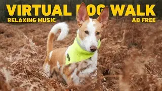 [NO ADS] Dog TV for Dogs 🌲 Virtual Dog Walk - Walking in Nature 🐕 Relaxing Music for Dogs