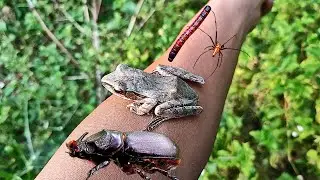 Look at this, I found beautiful frog and insects in the tropics