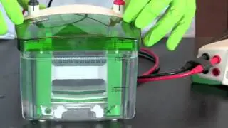 SDS-PAGE of Fish Muscle