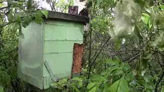 Первые рои 2018 года. The first swarms of 2018.