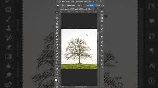 Remove a complex background in photoshop #photoshop #shorts