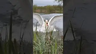 Фирменный бит от лебедя Алеся. #лебедь #birds #swans #милоевидео #swan #nature #бит #полёты #полеты