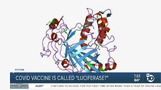 Fact or Fiction: COVID-19 vaccine called Luciferase?