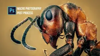 Photoshop Tutorial: How to process macro photography | Photoshop cc 2017