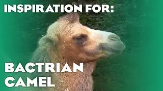 28 Real Bactrian Camel Habitats! (Planet Zoo Inspiration)