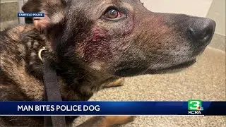 Man bites and stabs police dog ‘Cort’ in Fairfield, police say