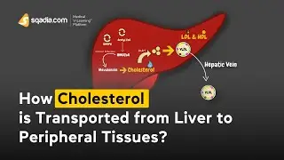 How is cholesterol transported from liver to peripheral tissues? | Physiology Animation