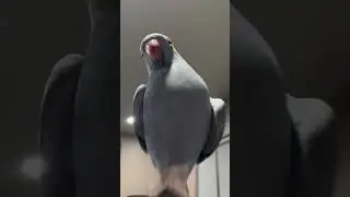 ВИДЕО ДЛЯ ПЕРЕХОДА. ПОПУГАЙ ПОДХОДИТ И ГОВОРИТ I LOVE YOU #meme #мем