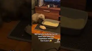 Real life cartoon #cat #hamster #persiancat