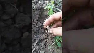 Охренеть, я его Нашел. Шикарный золотой перстень  #metaldetecting