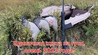 Охота на гуся в Коми, осень 2023 года!