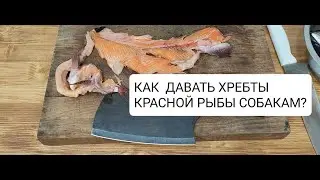 КАК ДАВАТЬ ХРЕБТЫ КРАСНОЙ РЫБЫ СОБАКАМ РАЗНОГО РАЗМЕРА.