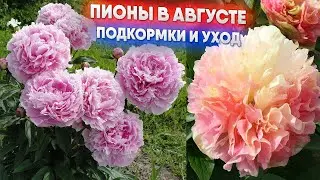 Пионы в августе - подкормки и уход