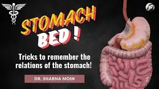 04 stomach bed  relations of stomach  learn easy !