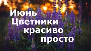 Цветники в июне — красиво и просто!