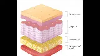 8 класс биология. Строение кожи. Мамлаева Нилюфер. 8