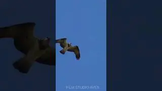 Osprey attacks an eagle on a nest #wildlife #birds #nature