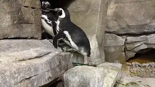 Penguin Nesting Season 2024