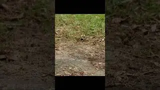 Timelapse: Fire Ant Colony Submerged by Rain then Rebuilt 