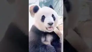 Panda lucu makan rebung #panda #cute #vidiolucu #vidioviral