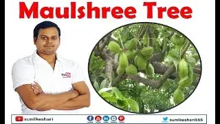 maulshree tree or mimusops elengi