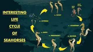 The Interesting Life Cycle Of Seahorse