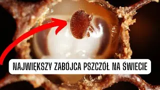 Historia pasożyta który zabił najwięcej pszczół