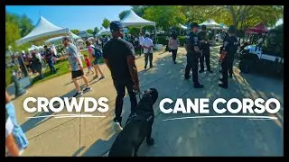 Crowded Events: Socializing To Reduce Cane Corso Reactivity