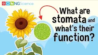 What are stomata and what's their function?