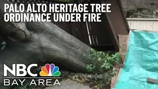 Palo Alto Tree Ordinance Under Fire After Storm Damage