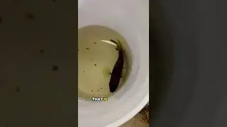 Moving a Huge Yellow Jacket Cichlid!