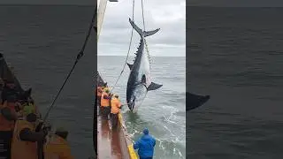 Deep-Sea Tuna Fishing#Marine Fishing Operation#Tuna Fishing#Deep-Sea Operation#Marine Fisheries