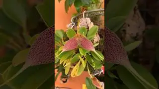 Микромир распускается. Живая сказка в джунглях #orchidworld #orchids #орхидеи