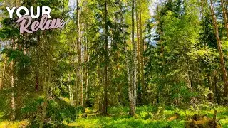 Расслабляющее пение птиц в летнем лесу. 8 Часов видео в 4K для отдыха и сна.