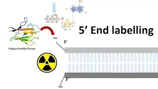 5 prime end labelling | end labeling of DNA | How do you label the prime ends of the DNA molecule?