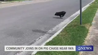 Community joins in on pig chase near IWA