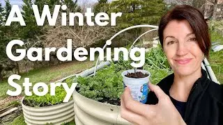 Winter Gardening : A Story of Struggles & Successes