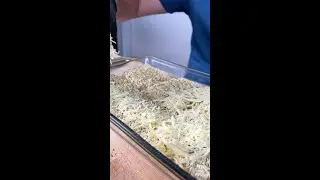 Ramen Lasagna