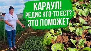 Как легко избавиться от крестоцветной блошки? Крестоцветная блошка меры борьбы.