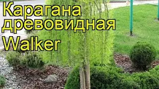 Карагана древовидная Уолкер. Краткий обзор, описание характеристик caragana arborescens Walker