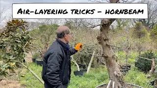 Hornbeam Air layering Tricks