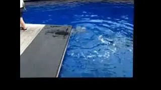 Dolphin Performance