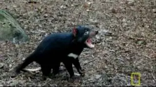 Bite of the Tasmanian Devil | National Geographic